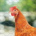 Malha de arame de galinha hexagonal de cerca da fazenda de aves domésticas